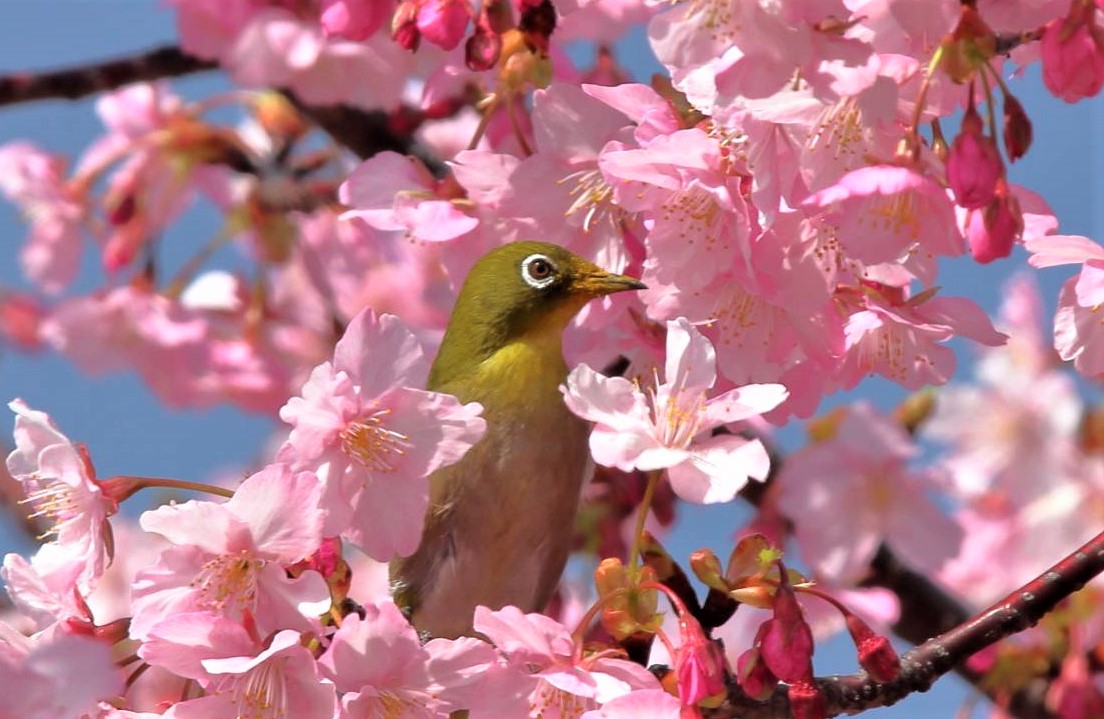 春を告げるメジロ – 香枦園テニスクラブ